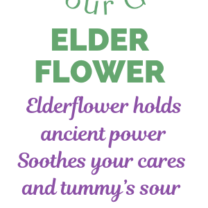 Elder Flower Tea - Loose Leaf of Elder Flowers