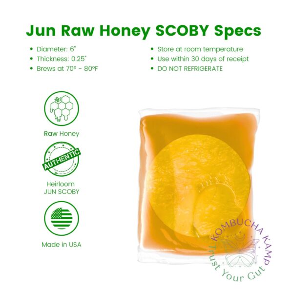 Jun SCOBY Culture - Image 2