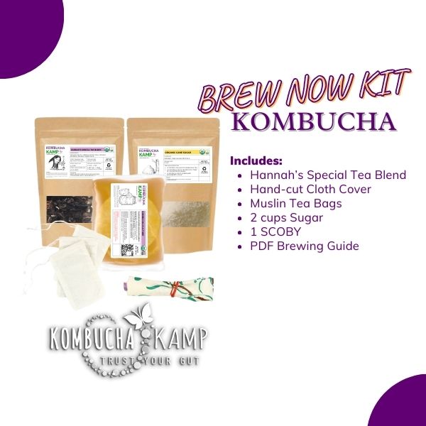 Kombucha Brew Kit for Sale - 1 SCOBY Culture