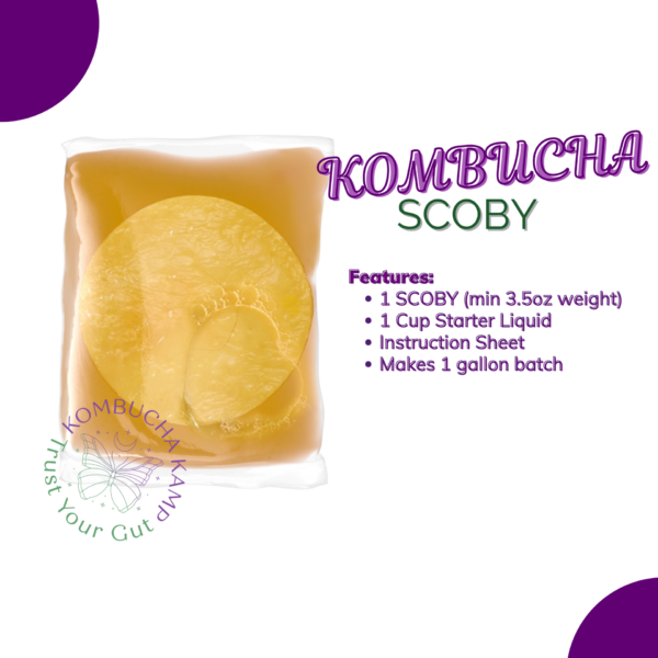 Kombucha SCOBY Culture