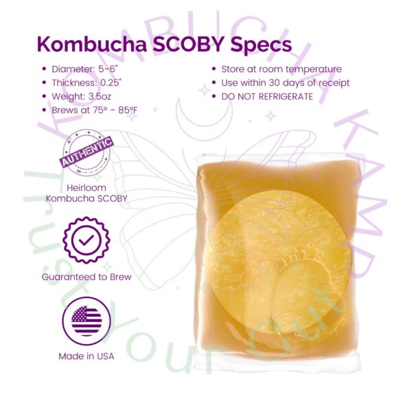 Kombucha SCOBY Culture - Image 2