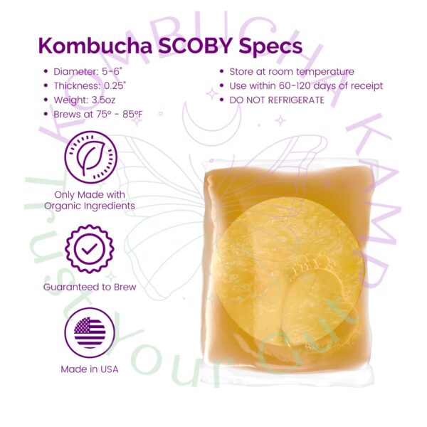 Fresh Kombucha SCOBYs - 2 Kombucha SCOBY Cultures - Image 3