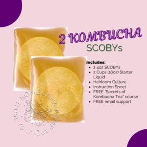 Fresh Kombucha SCOBYs - 2 Kombucha SCOBY Cultures