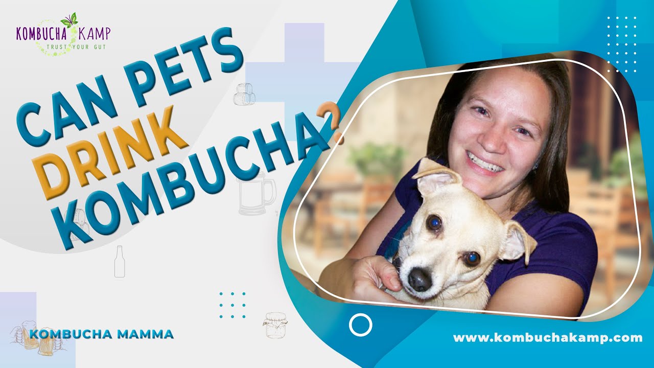 kombucha for pets, probiotics for pets