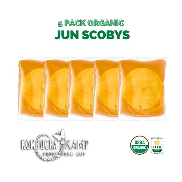 Culture Jun SCOBYS - Pack of 5, Fresh Jun Cultures for Sale