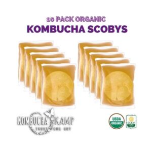 Cultures Kombucha Scobys - Pack of 10, Fresh Kombucha Scobys for Sale