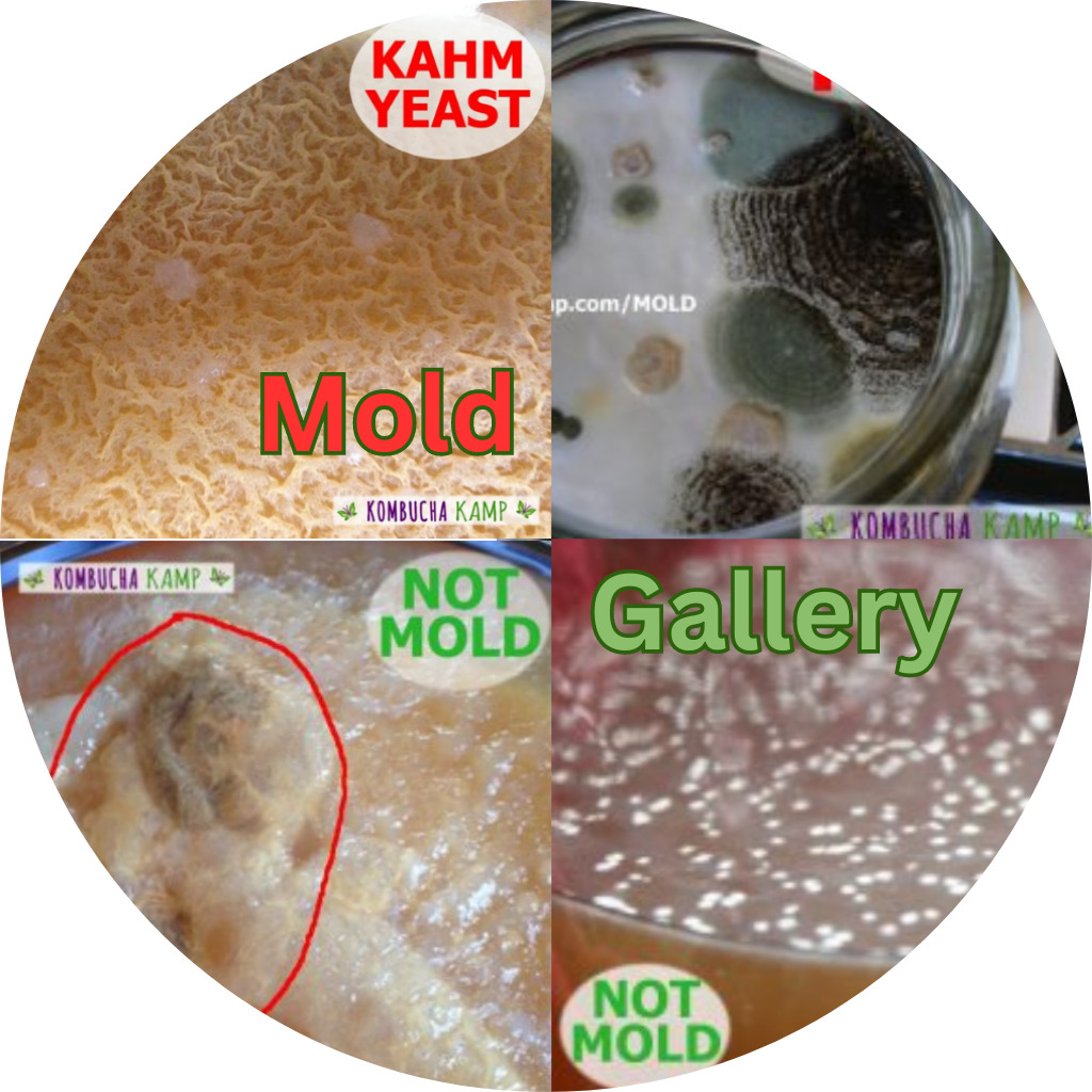 Mold Gallery
