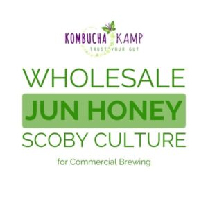 Wholesale Jun SCOBY Culture For Commercial Brewing