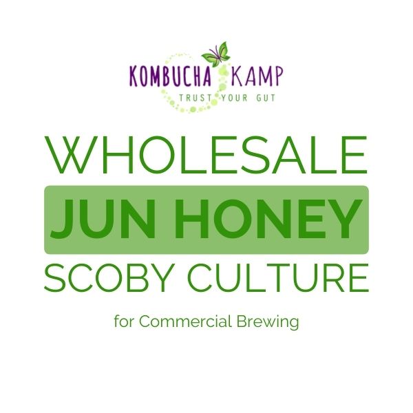 Wholesale Jun SCOBY Culture For Commercial Brewing