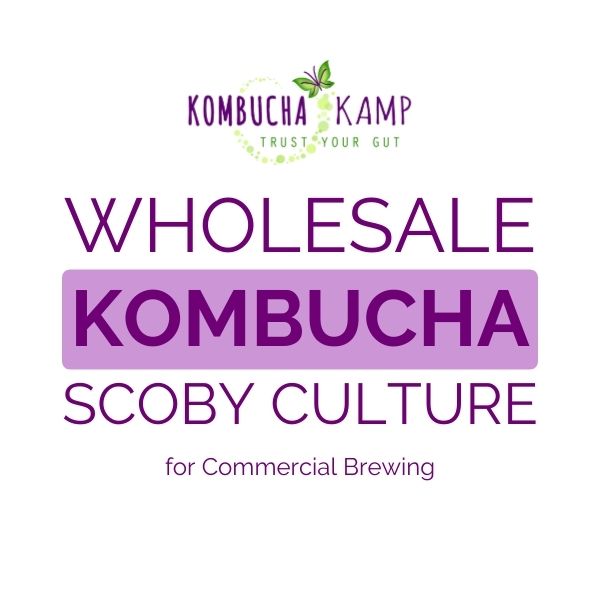 Wholesale Kombucha SCOBY Culture for Commercial Brewing