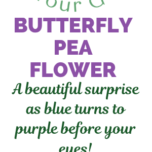 Butterfly Pea Flower