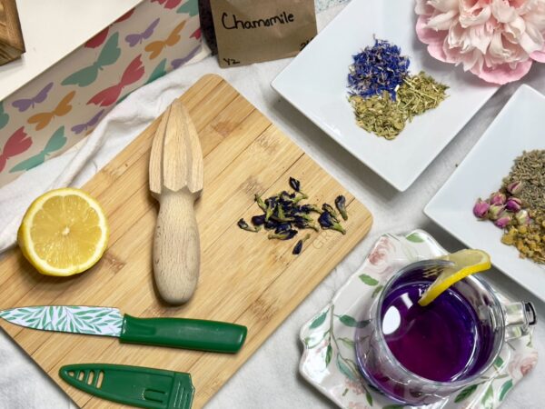 Butterfly Pea Flower - Image 3