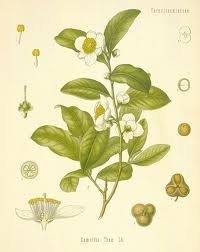 Camellia sinensis is the latin name for the tea plant